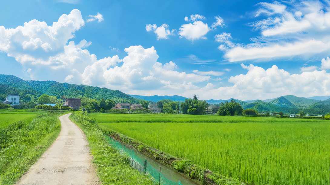 夏日稻田 嫩绿稻苗 蓝天白云 乡间小路 清新田园 4K壁纸 - 唯爱壁纸