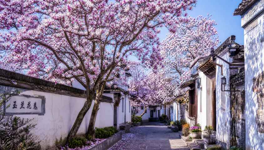 玉兰花巷 高大玉兰 白紫花盛 街巷春景 4K壁纸 - 唯爱壁纸