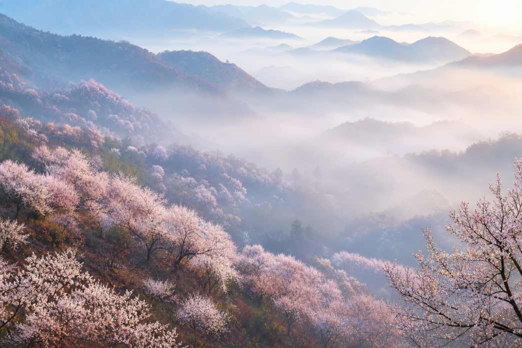 杏花林 粉白花树 山间晨雾 朦胧春日 4K壁纸 - 唯爱壁纸