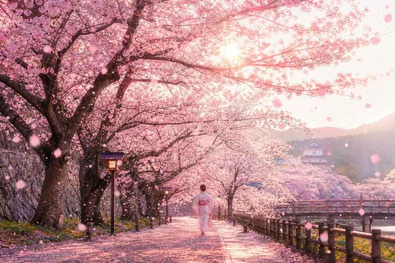 春日樱花雨 花瓣漫天飘落 漫步其间 浪漫治愈 4K壁纸 - 唯爱壁纸