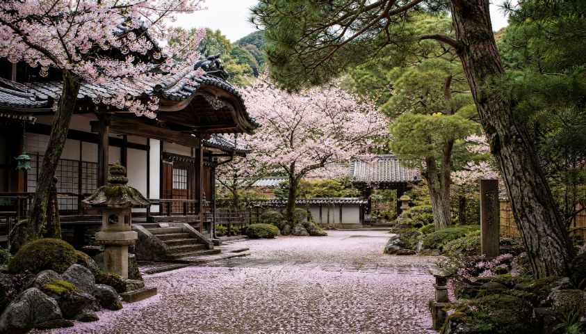 古寺春日庭院 松柏苍翠 落樱满地 禅意春日 4K壁纸 - 唯爱壁纸