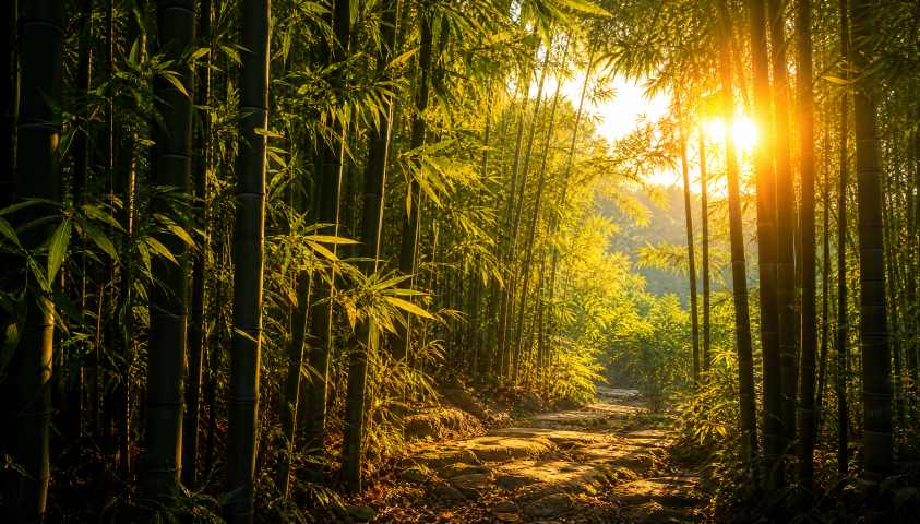 竹林夕阳 竹叶透光 地面斑驳 幽静温柔 唯美森林 4K 壁纸 - 唯爱壁纸