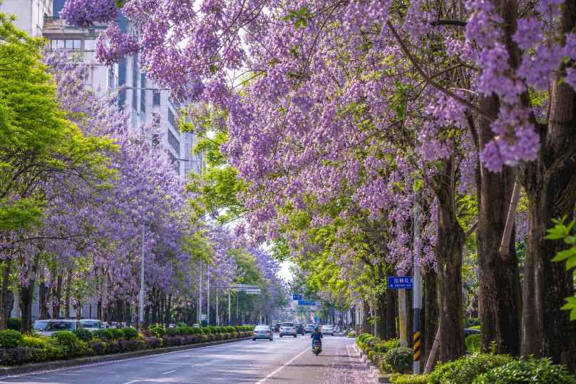泡桐花道 紫色花串 高大树木 街道春景 4K壁纸 - 唯爱壁纸