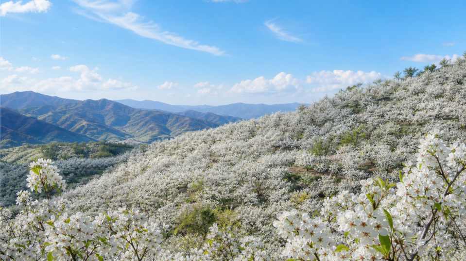 梨花香雪 千树梨花 山间晴日 纯净春日 4K壁纸 - 唯爱壁纸
