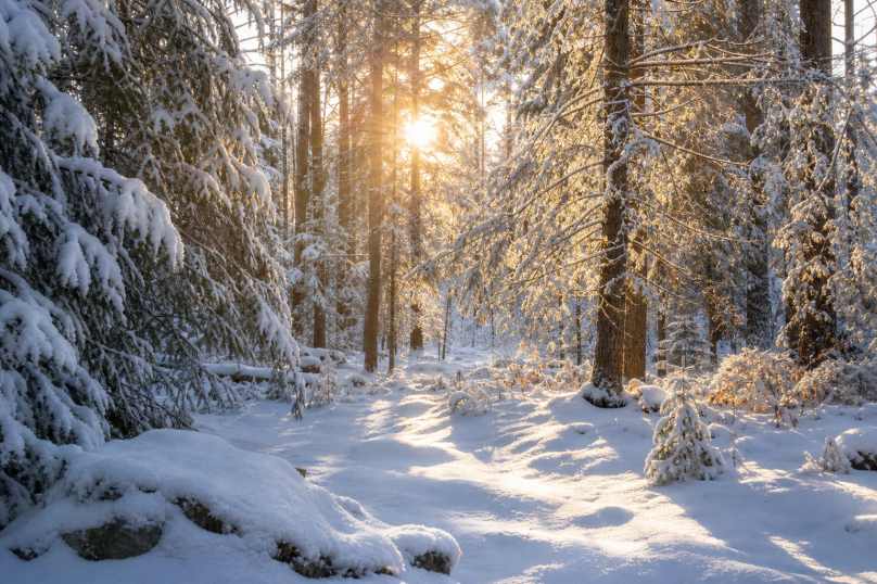 冬日雪林阳光 阳光穿透雪枝 光斑雪地 治愈森林 4K壁纸 - 唯爱壁纸