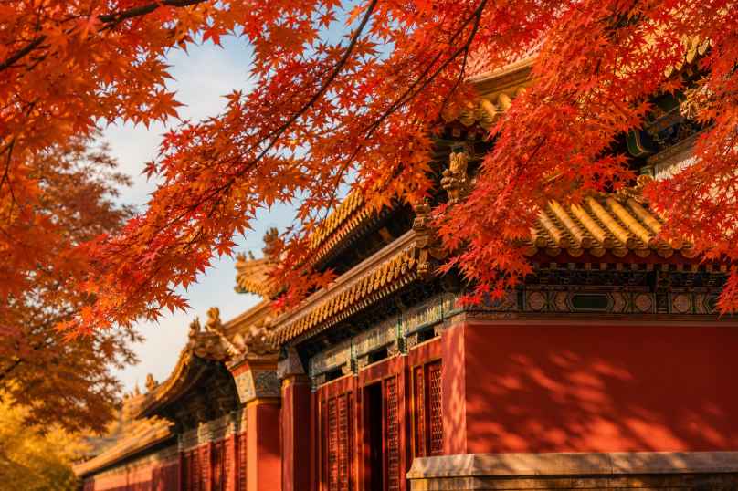 古建枫叶 红墙黄瓦 红叶探檐 国风秋日 4K壁纸 - 唯爱壁纸