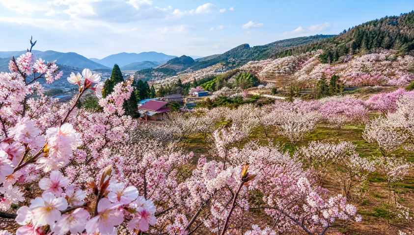 樱桃花海 山野果园 粉白花盛 春日农园 4K壁纸 - 唯爱壁纸
