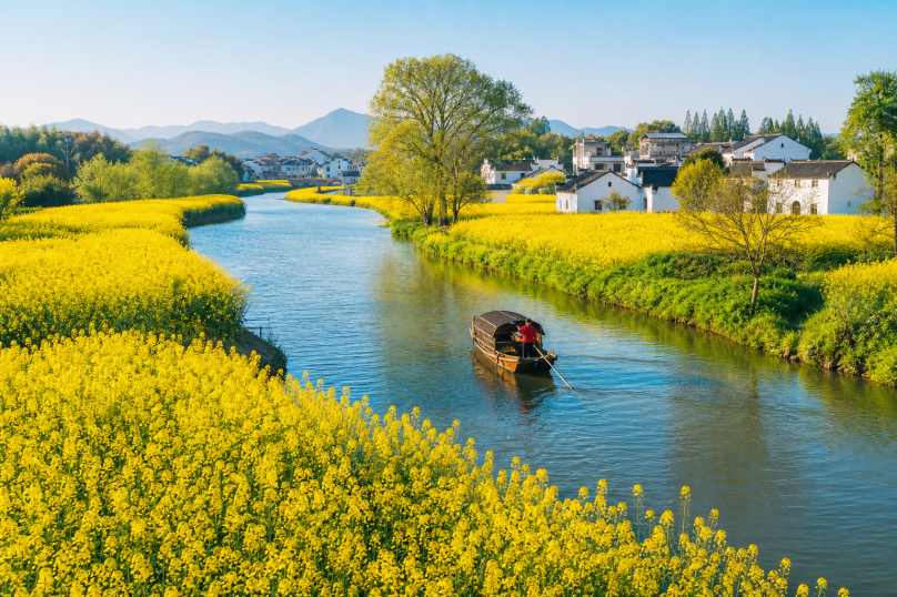 油菜花田河流 小河穿田 两岸金黄 水乡春景 4K壁纸 - 唯爱壁纸