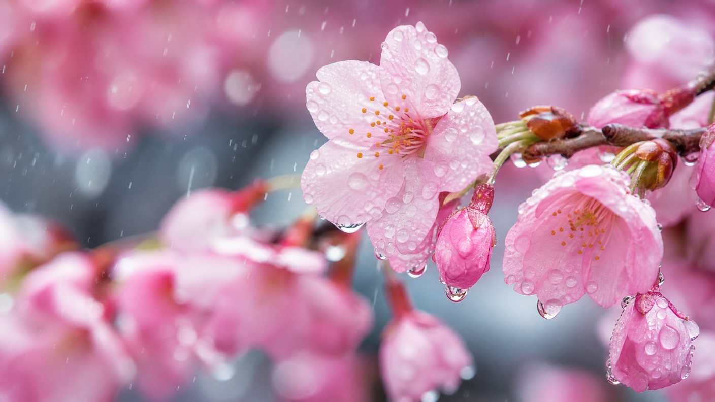 雨中的樱花，水滴，粉色花瓣，清新，微距 - 唯爱壁纸