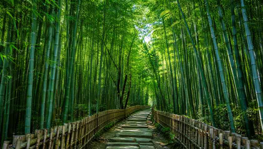 夏日竹林 翠竹成荫 斑驳光影 清凉空气 清新宁静 4K壁纸 - 唯爱壁纸