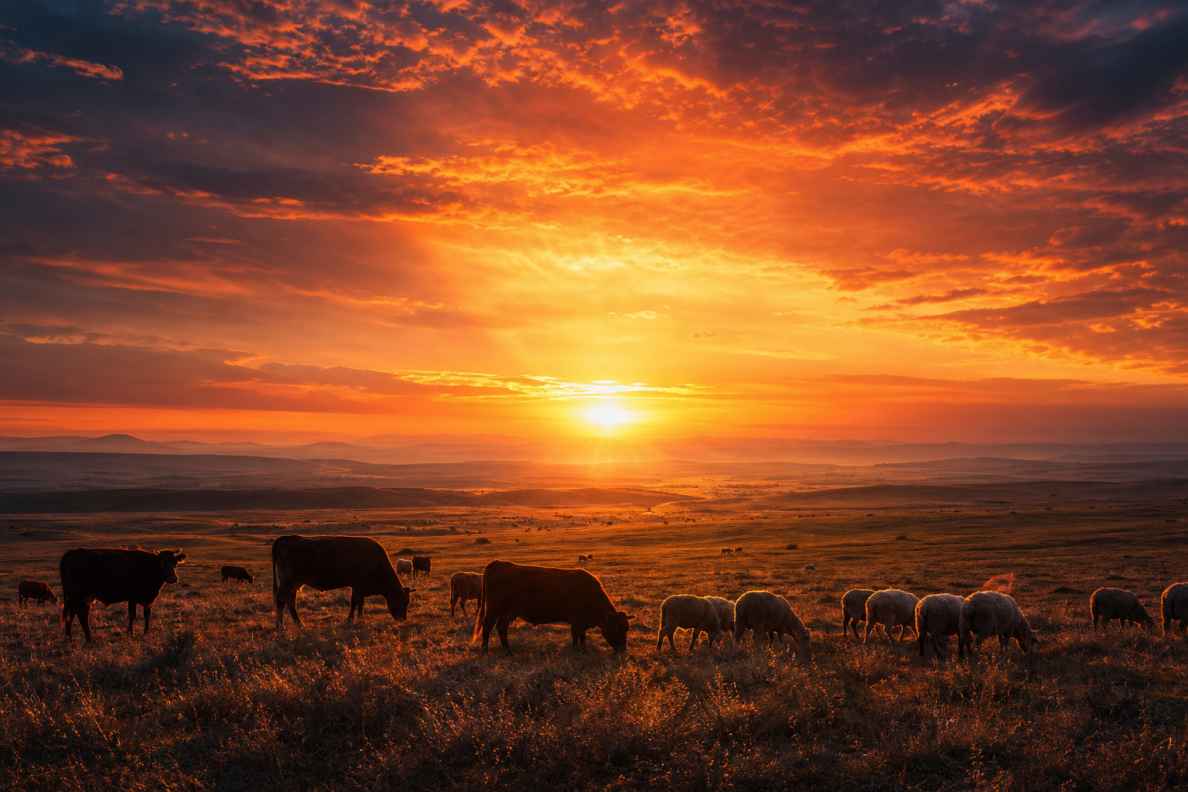 草原夕阳 地平线燃烧 牛羊剪影 辽阔温柔 唯美自然 4K 壁纸 - 唯爱壁纸