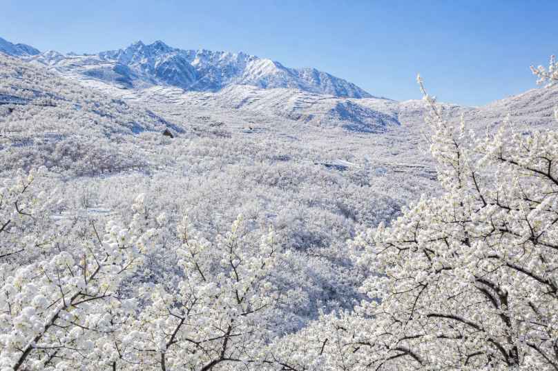 梨花海 千树万树梨花开 山间晴雪 纯净春日 4K壁纸 - 唯爱壁纸