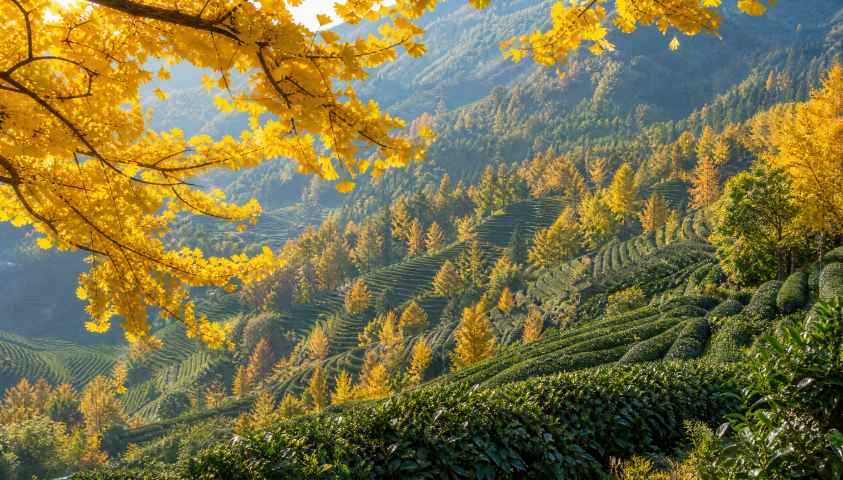 银杏与茶园 茶树青绿 银杏金黄 层次丰富 4K壁纸 - 唯爱壁纸