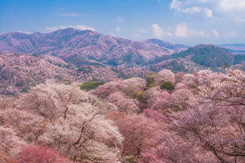樱花花海 漫山遍野 粉白交织 春日盛景 4K壁纸 - 唯爱壁纸