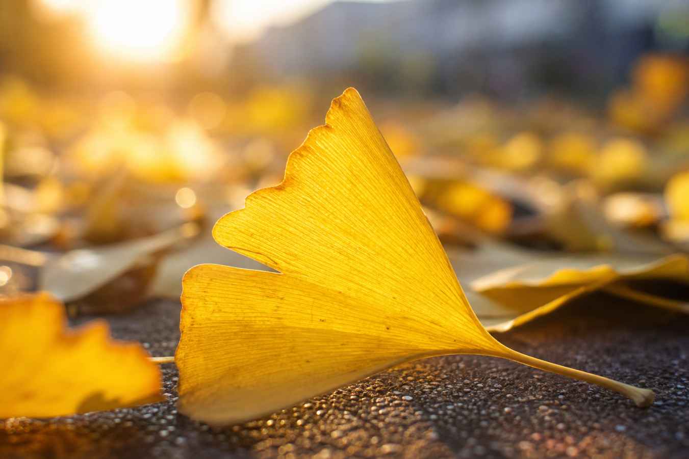 秋日银杏落叶 微距特写 叶片纹理 阳光通透 4K壁纸 - 唯爱壁纸
