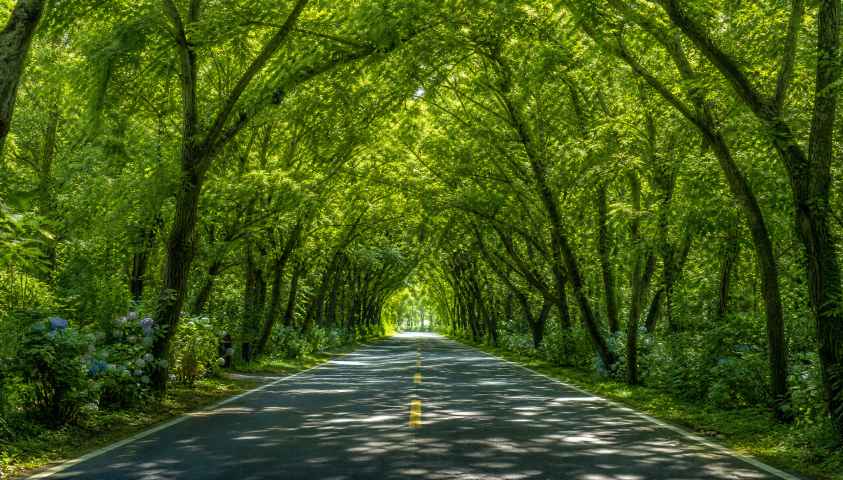 夏日绿荫隧道 树叶拱廊 阳光点点 清凉感 清新道路 4K壁纸 - 唯爱壁纸
