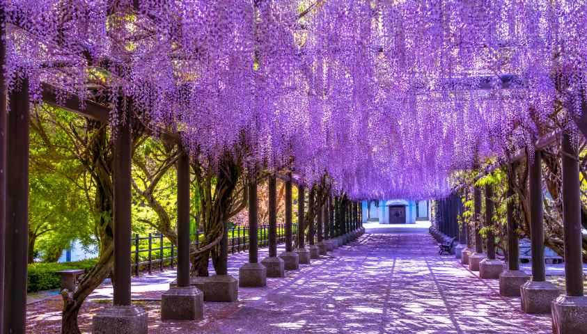 紫藤花廊 紫色花瀑 长廊光影 浪漫春日 4K壁纸 - 唯爱壁纸