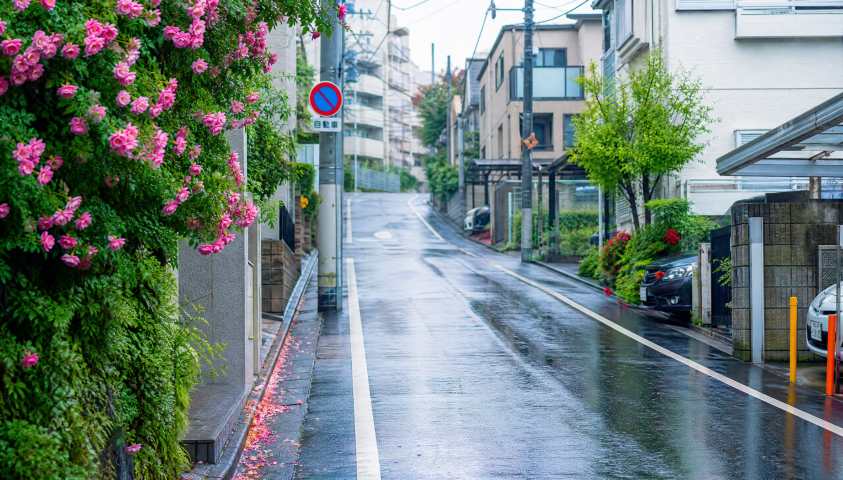 日系街巷雨后 湿润路面 行道繁花 清新都市 4K壁纸 - 唯爱壁纸