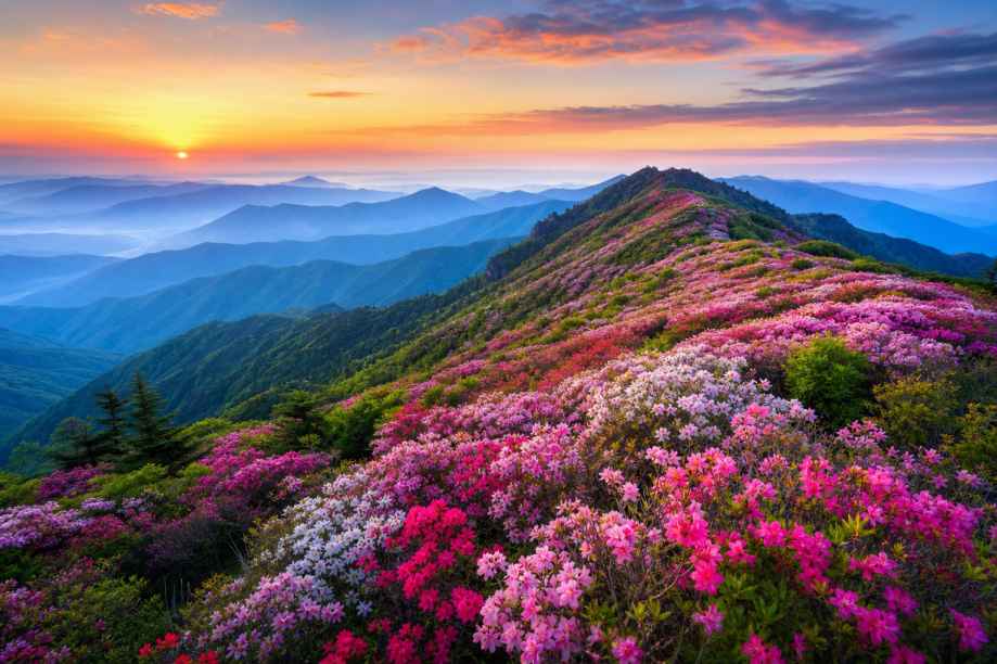 杜鹃花海山脊 山脊花带 远山连绵 壮阔春景 4K壁纸 - 唯爱壁纸