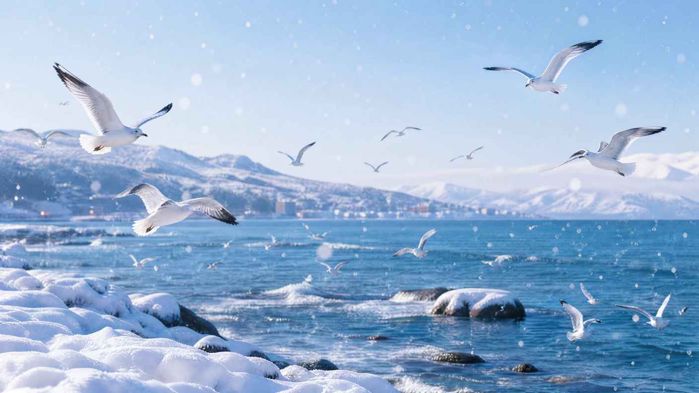 雪与海鸥 海边积雪 海鸥飞翔 冬日海岸 4K壁纸 - 唯爱壁纸
