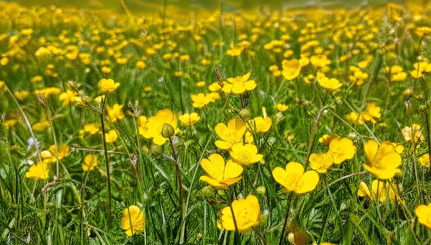 草原野花 黄色小花铺满草地 近景特写 4K 壁纸 - 唯爱壁纸