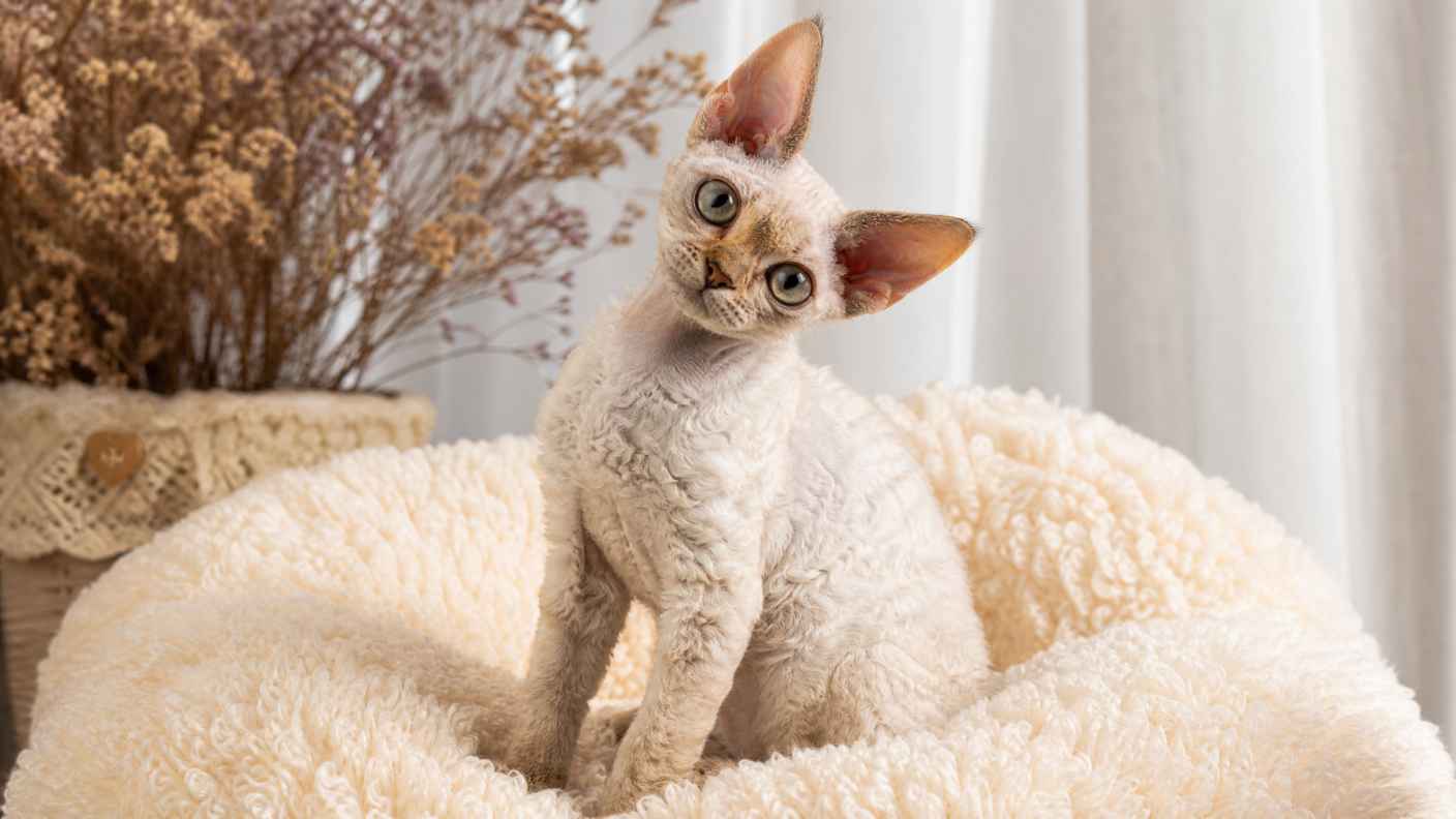 德文卷毛猫与毛绒坐垫 卷毛灵动 歪头张望 别致软萌 4K壁纸 - 唯爱壁纸