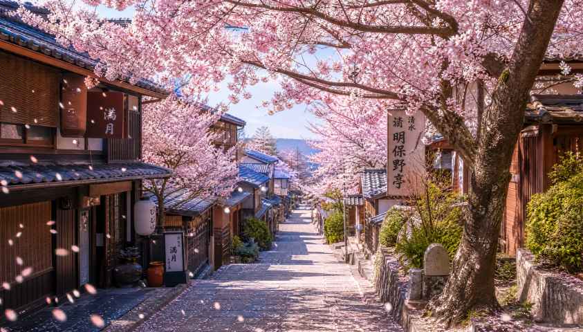 春日樱花街道 粉白花瓣飘落 日式街巷 清新治愈 4K壁纸 - 唯爱壁纸