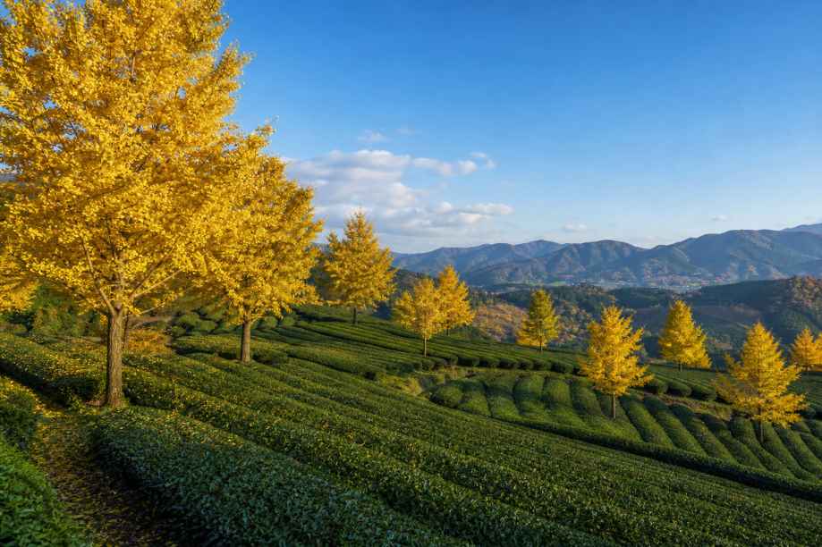 银杏与茶园秋色 茶园坡地 几株银杏 清新秋景 4K壁纸 - 唯爱壁纸